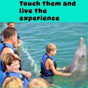 Dolphin Básico