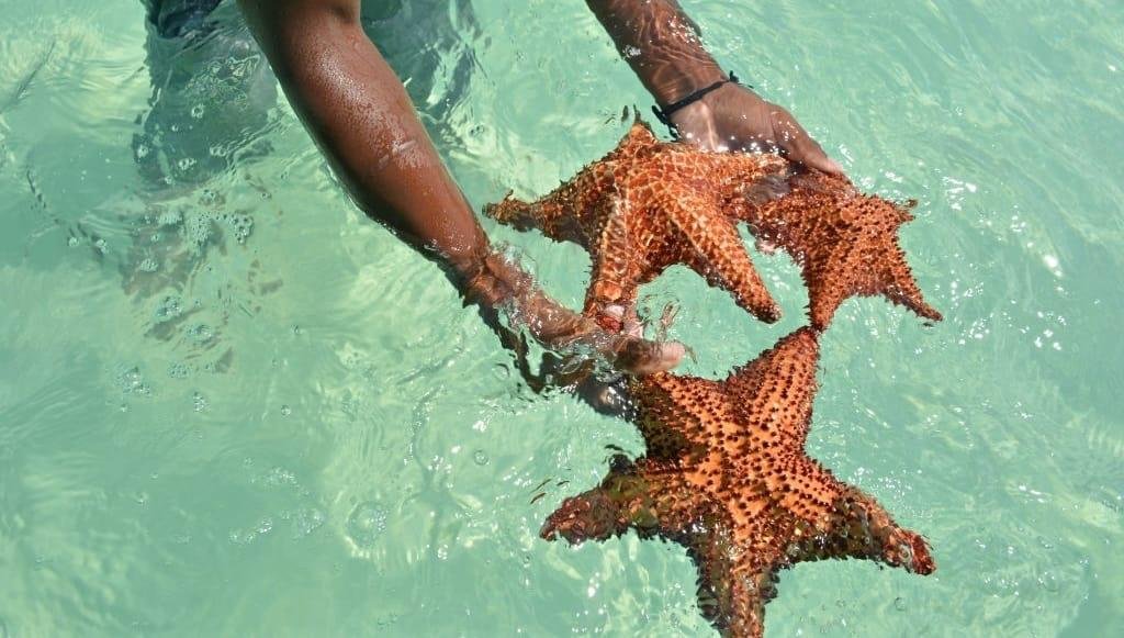 Excursión Isla Saona - Imagen 4